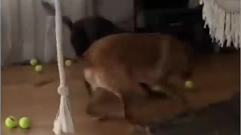 Pup has the cutest reaction when owner gives gift