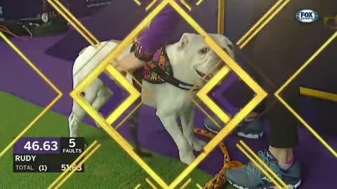 Watch Rudy the Bulldog crush the 2019 WKC Masters Agility course | FOX SPORTS