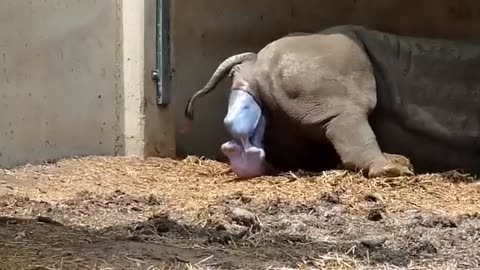 The Birth of Rhino.. 😱