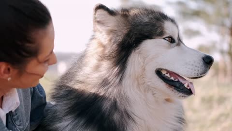 A Girl Brushing Hair For Beautiful Husky