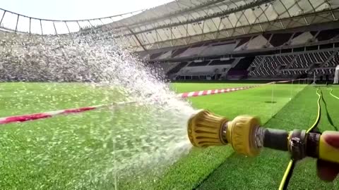 How to keep Qatar's World Cup turf green