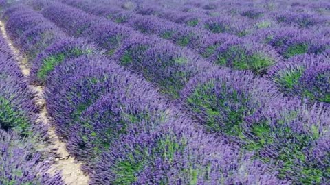 Lavender fields in Provence - French Bike Tours