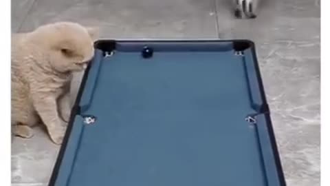 This funny video of a cat playing billiards with its butt