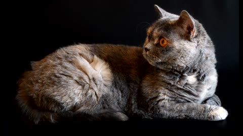 cute cat watching a toy