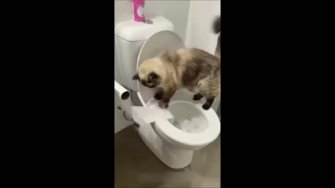 The Ultimate Funny Animals Compilation: Prepare for Non-Stop Laughter!