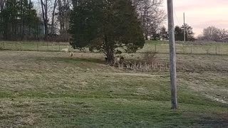 Lambs playing