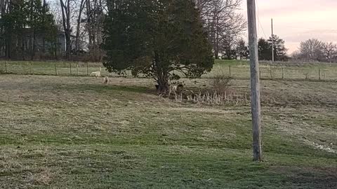 Lambs playing