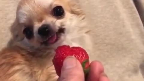 Owner offered a strawberry treat for his dog, and unexpected things happen