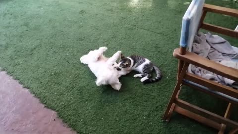 Funny and cute cat and dog playing together