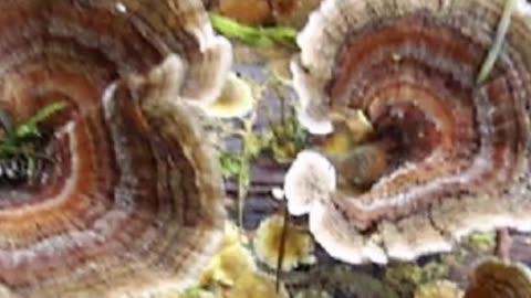 TURKEY TAIL ~EFFECTIVE AGAINST CANCER ?