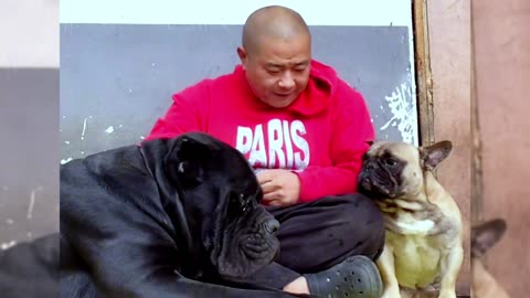 Dogs are man’s most loyal friends [Pet dog]Cute funny bulldog01