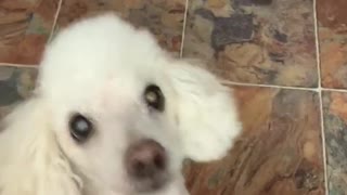 Adorable dog does a silly tap dance when he smells chicken