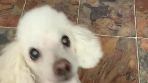 Adorable dog does a silly tap dance when he smells chicken