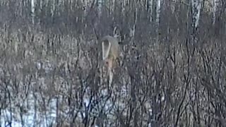 Shoot or Pass? #trailcamera #hunting #trailcam #deer #bucks #deerhunting