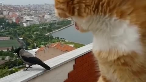Funny cat talking with a crow