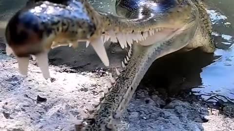 Visual shock # science # animals # alligator