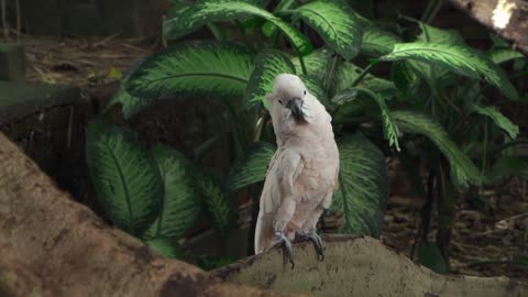 Green Parrots On Tree amazing voice parrots