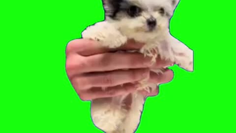 Riverdance Dog Green Screen #riverdance #puppy #dogmeme #dancing #meme #fyp