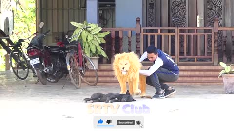 Best Prank Collection Top 15 - Fake Lion Prank Real Dog Super Funny - Try Not To Laugh Challenge