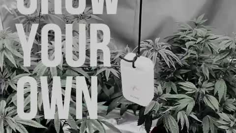 Grow your own