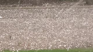 Hailing still