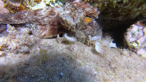 An Octopus Named Little Finger