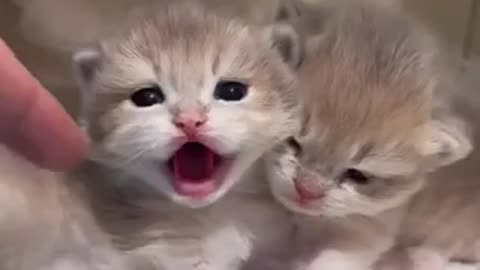 Amazing cat 🐈 trending video