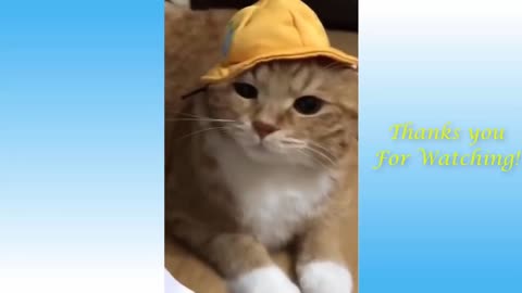 Cat Wears A Hat