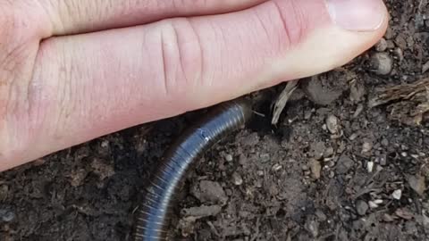 Bugs, Massive Millipede the length of my hand