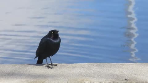 Black Bird=set on the roof and yet the cowboys fly and kill him