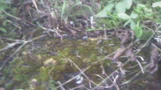 FORGOTTEN PETROGLYPH near Tilapia pond and house