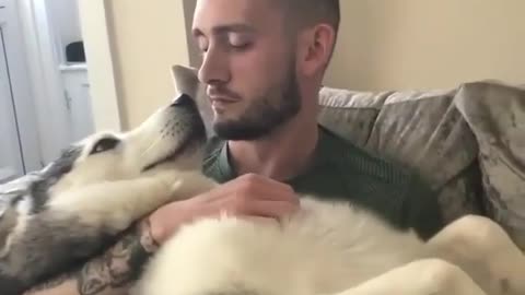 A CUTE HUSKY DOG EXPRESSING LOVE