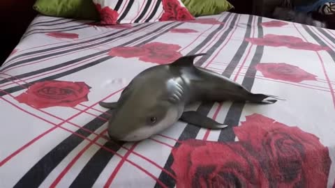 Baby Shark Cute And Happy Shark #adorable