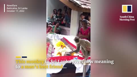 Monkey attends funeral of human caretaker in Sri Lanka