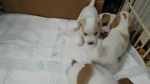 Jack Russell puppy's barked bowwow