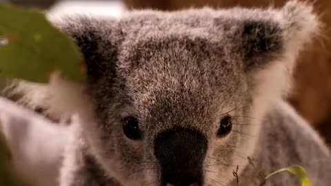 Koala eating leaves from a branch