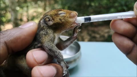 Feeding Baby Squirrel