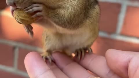 Squirrel eating peanuts