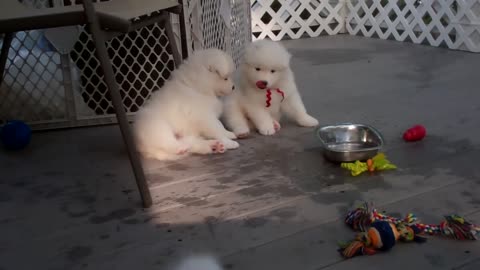 Cute Samoyed Puppies