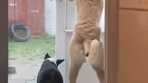 Dog open the door very smatly 🤣🤣🤣