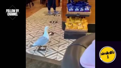 How the bird steals chocolate from the store