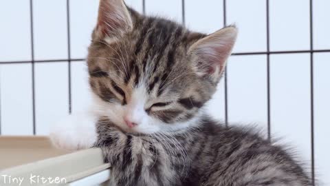 Kitten Coco sleeps sweetly