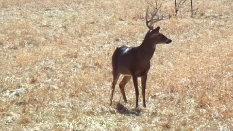 Wild Deer Grazing In Park