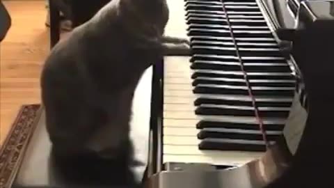 Cat funny, music