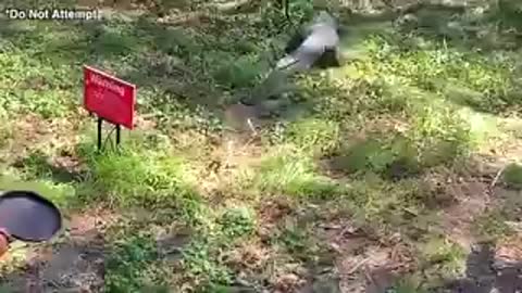 Animals miss with the wrong opponent