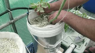 Tomato Planting Trick To Save Time