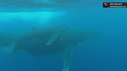 real blue whale sound
