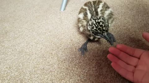 Vicious baby emu