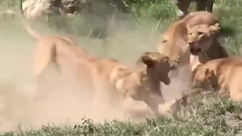 Friercest Battle Of Lioness