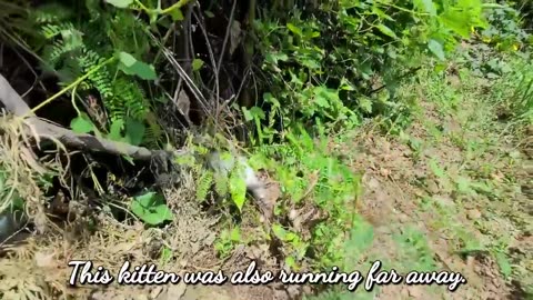 Heartbreaking: Homeless Kitten Crying Out Loud for Mother Cat | USA Rescue